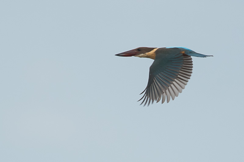 Ooievaarsbekijsvogel